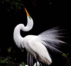 Great-Egret,--Alligator-Farm,-St-Augustine,-Florida,-USA